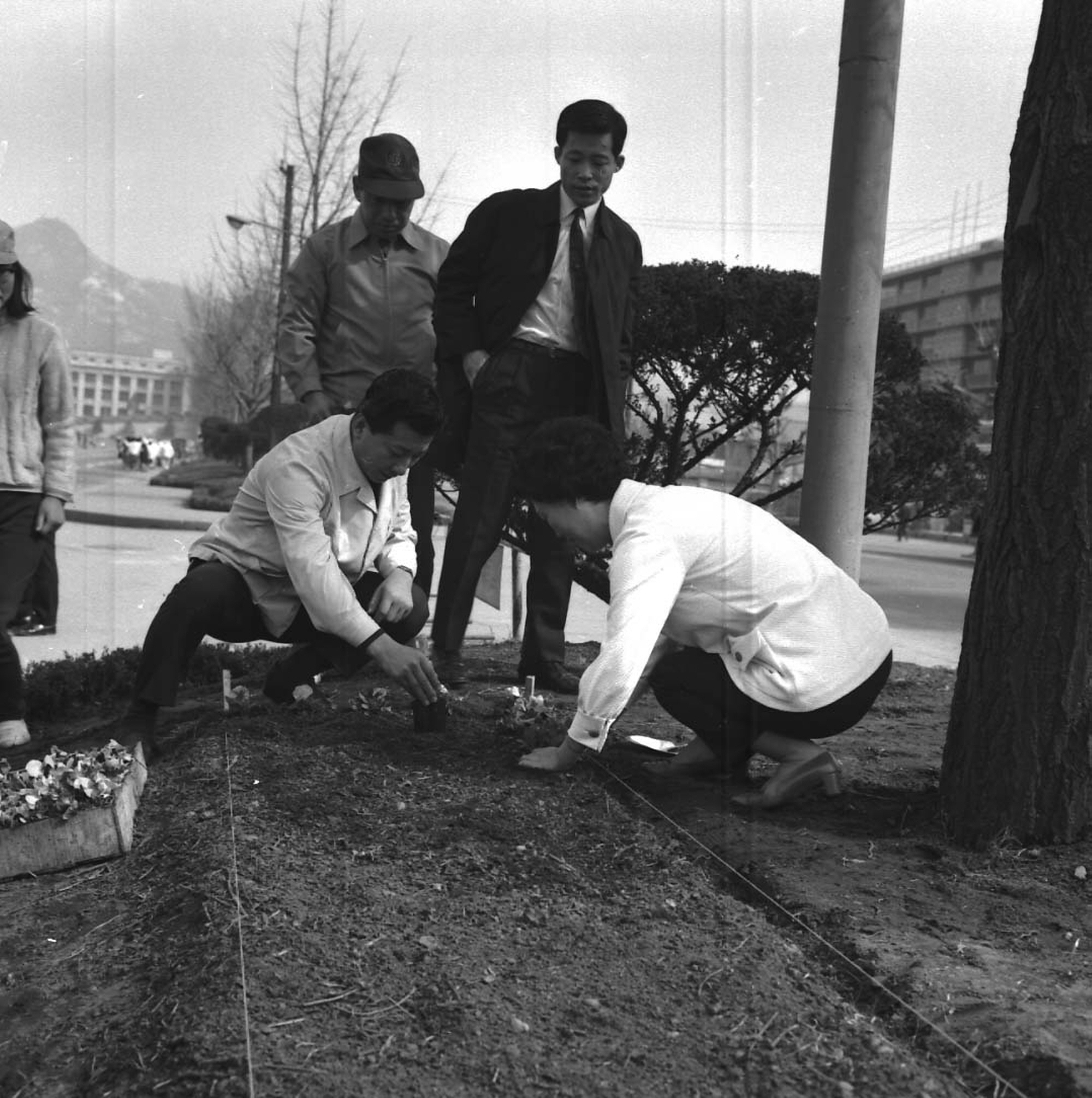 육영수 여사와 양지회, 꽃나무 심기