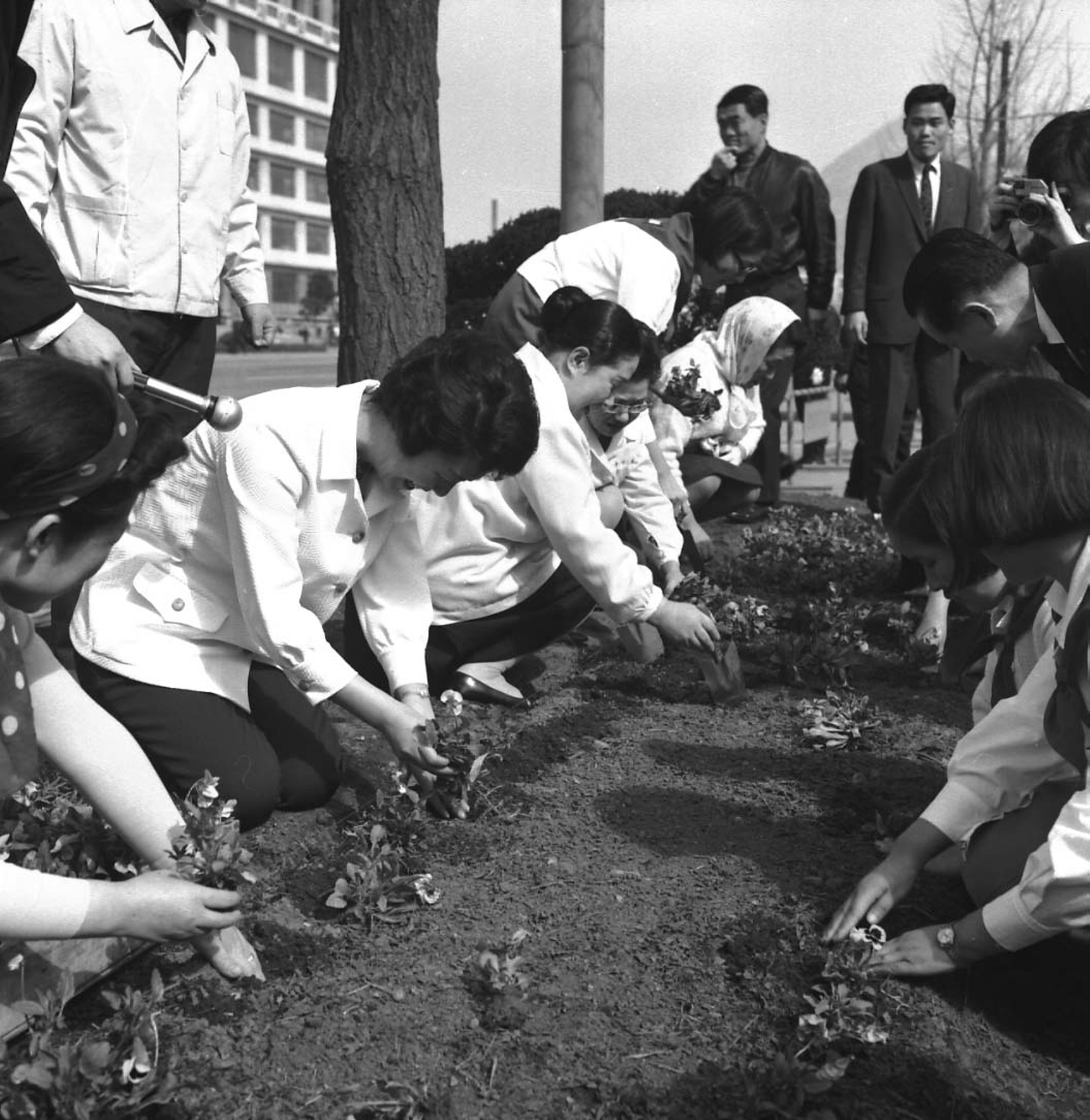 육영수 여사와 양지회, 꽃나무 심기