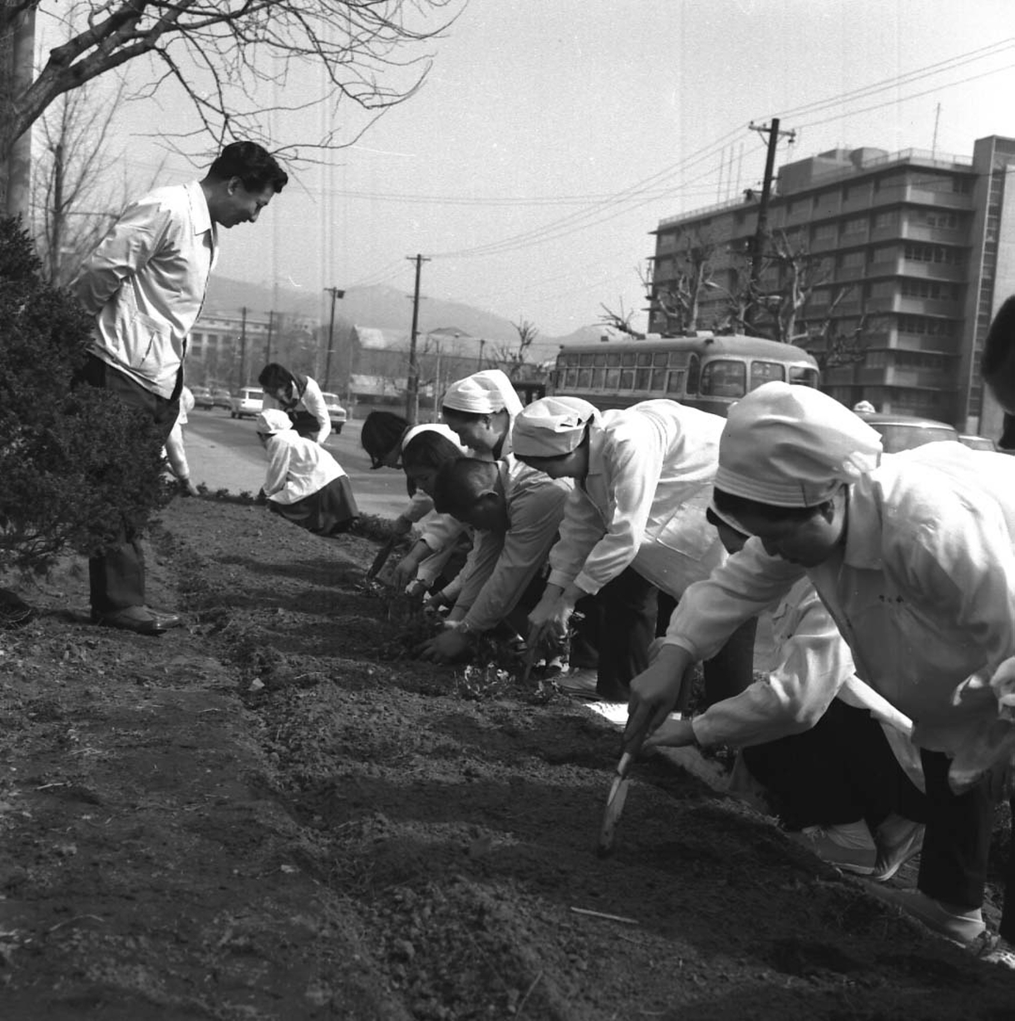 육영수 여사와 양지회, 꽃나무 심기