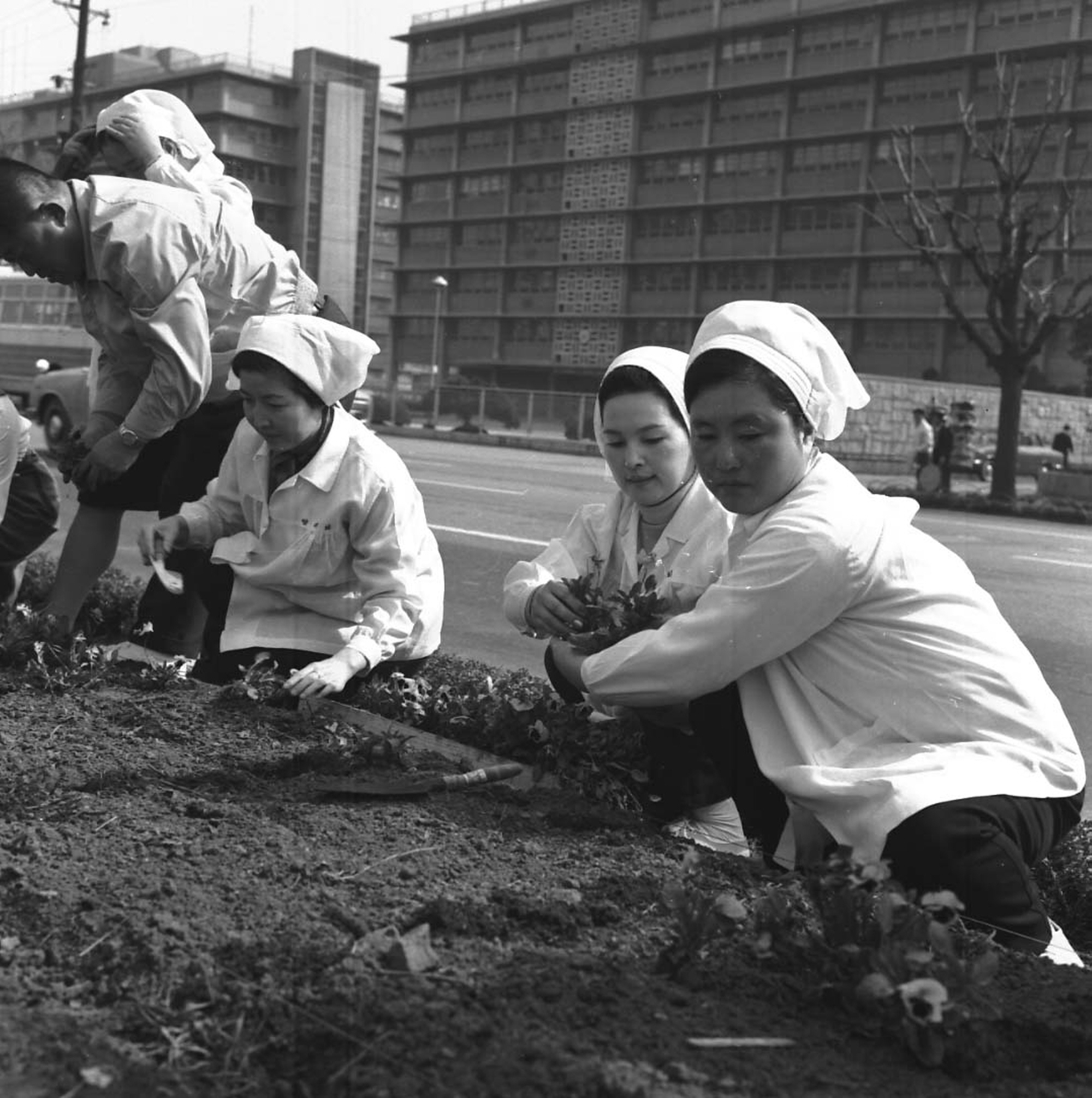 육영수 여사와 양지회, 꽃나무 심기