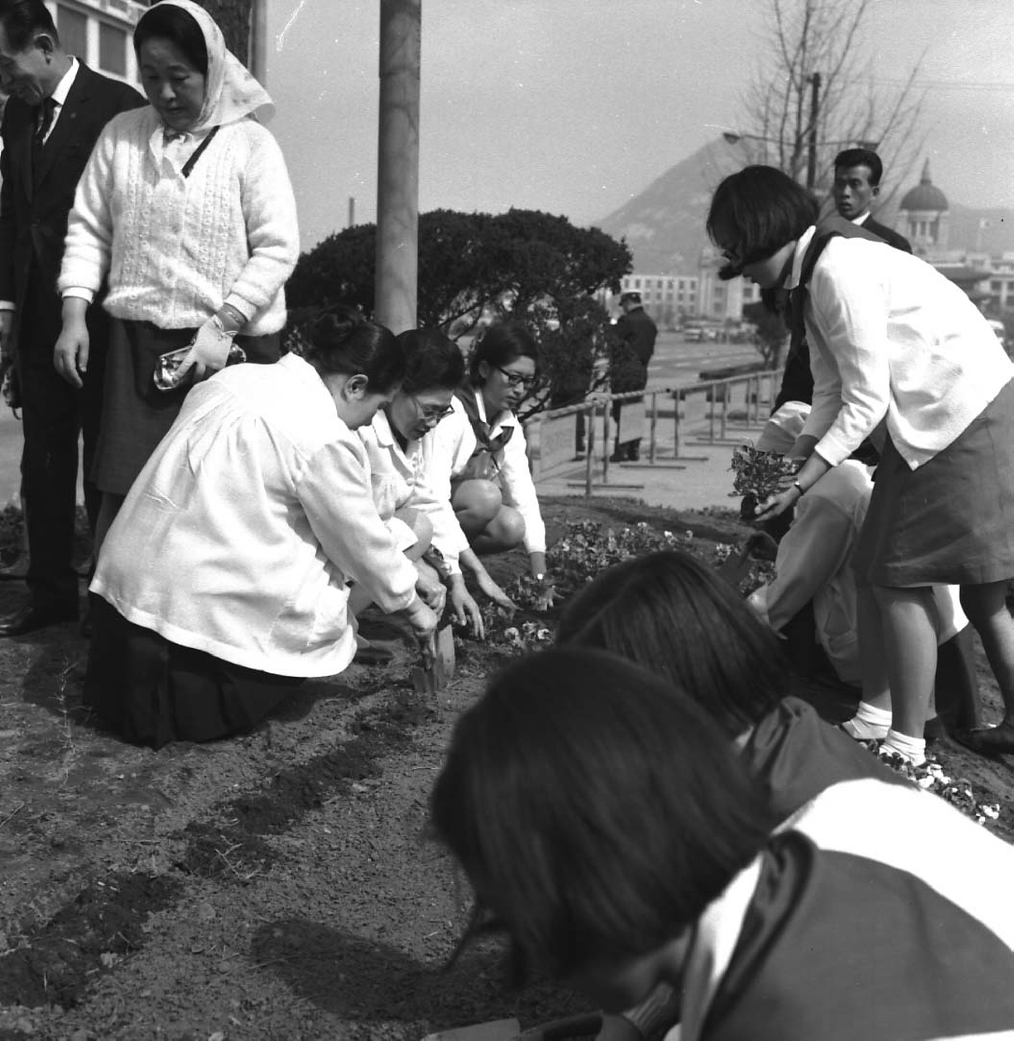 육영수 여사와 양지회, 꽃나무 심기