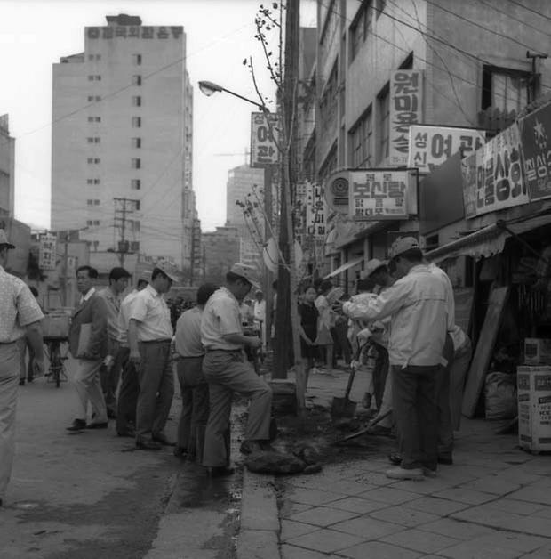 서울시청 세정과 직원 나무심기