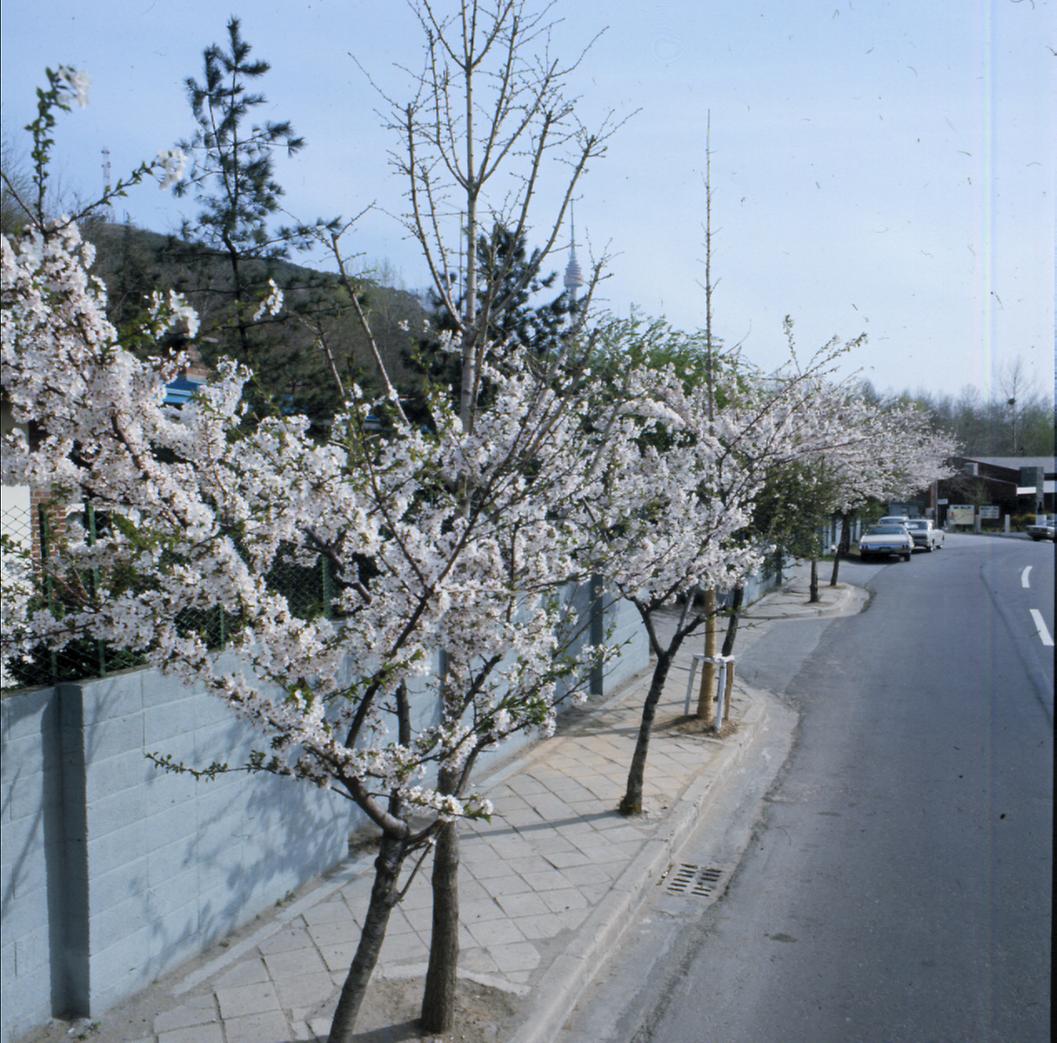 벚꽃 전경 사진