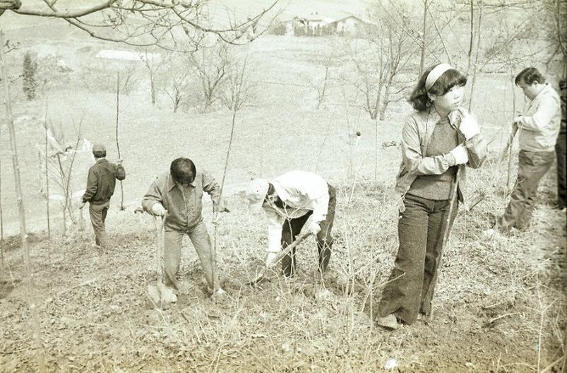 서울시 직원, 식목일 맞이 나무 심기