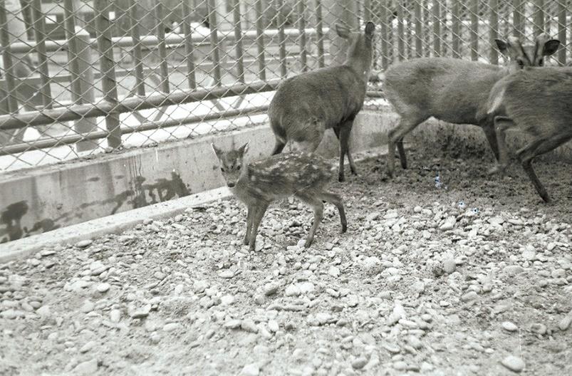 어린이대공원 새끼사슴
