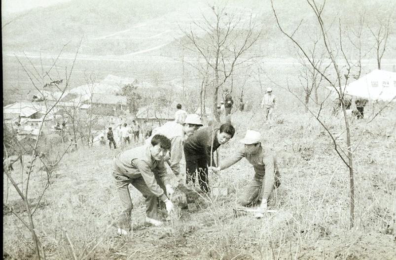 서울시 직원, 식목일 맞이 나무 심기