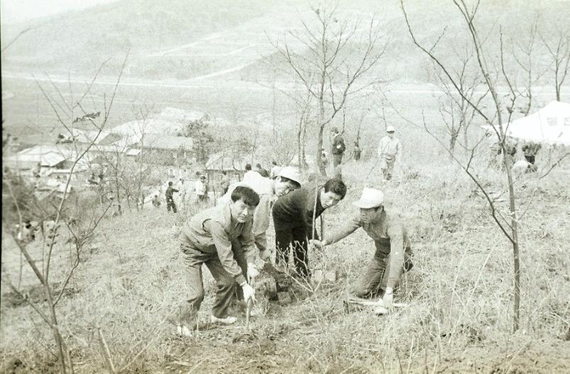 서울시 직원, 식목일 맞이 나무 심기