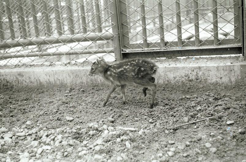 어린이대공원 새끼사슴