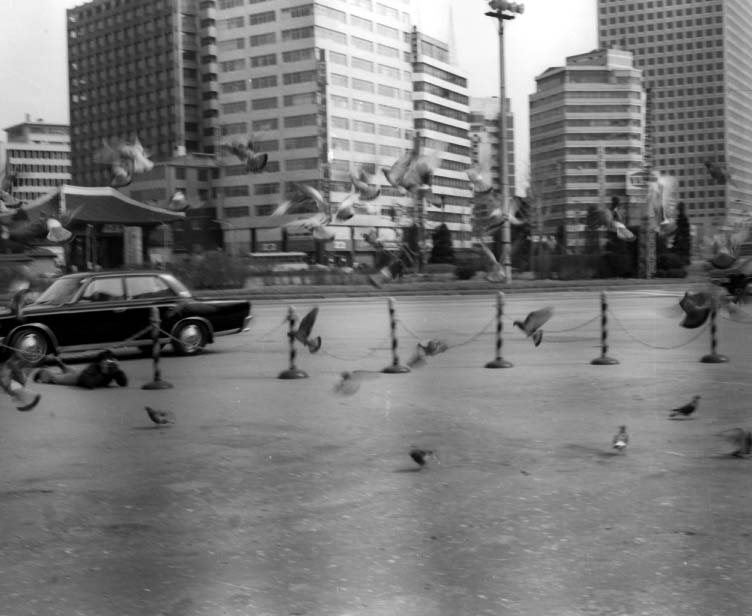 서울시청 앞 비둘기