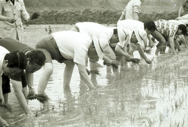 모내기 일손 돕기