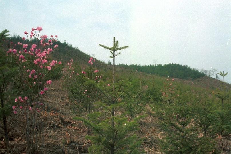 제35회 식목일 행사