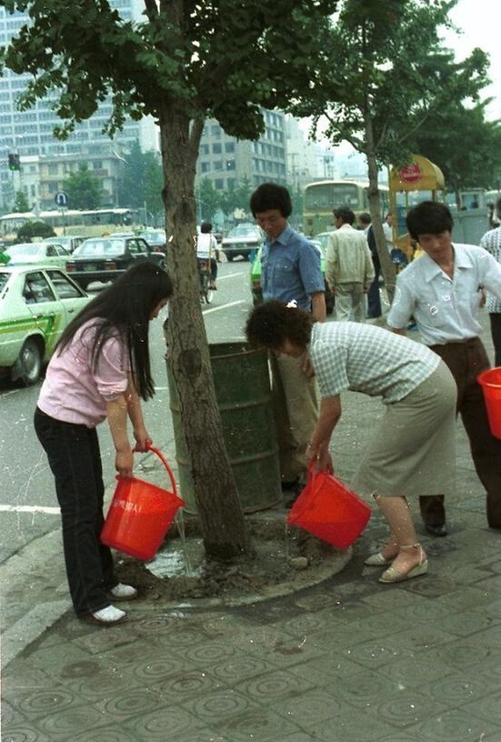 1982년 식재 수목 시민 물주기 운동