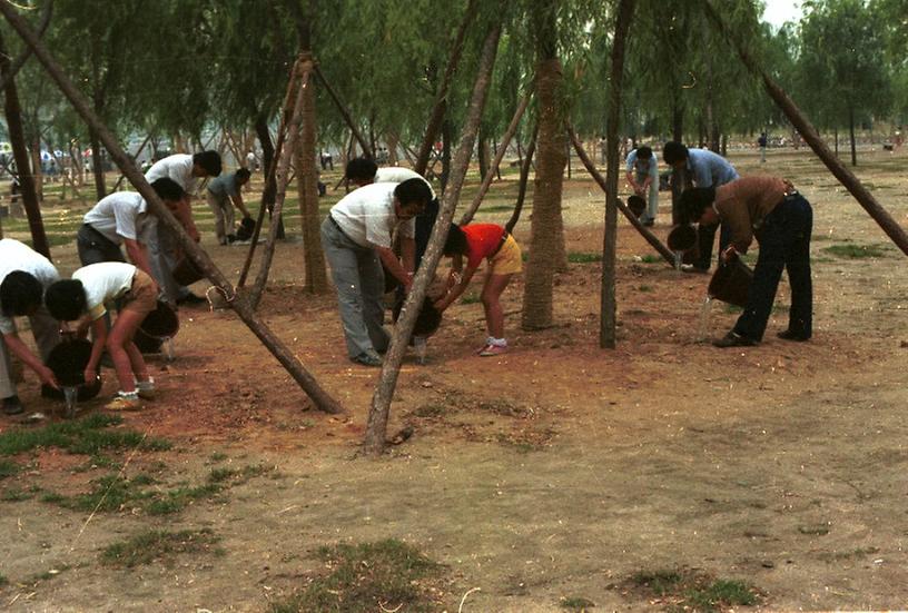 1982년 식재 수목 시민 물주기 운동