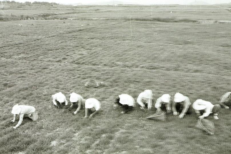 난지도 잔디 단지 조성