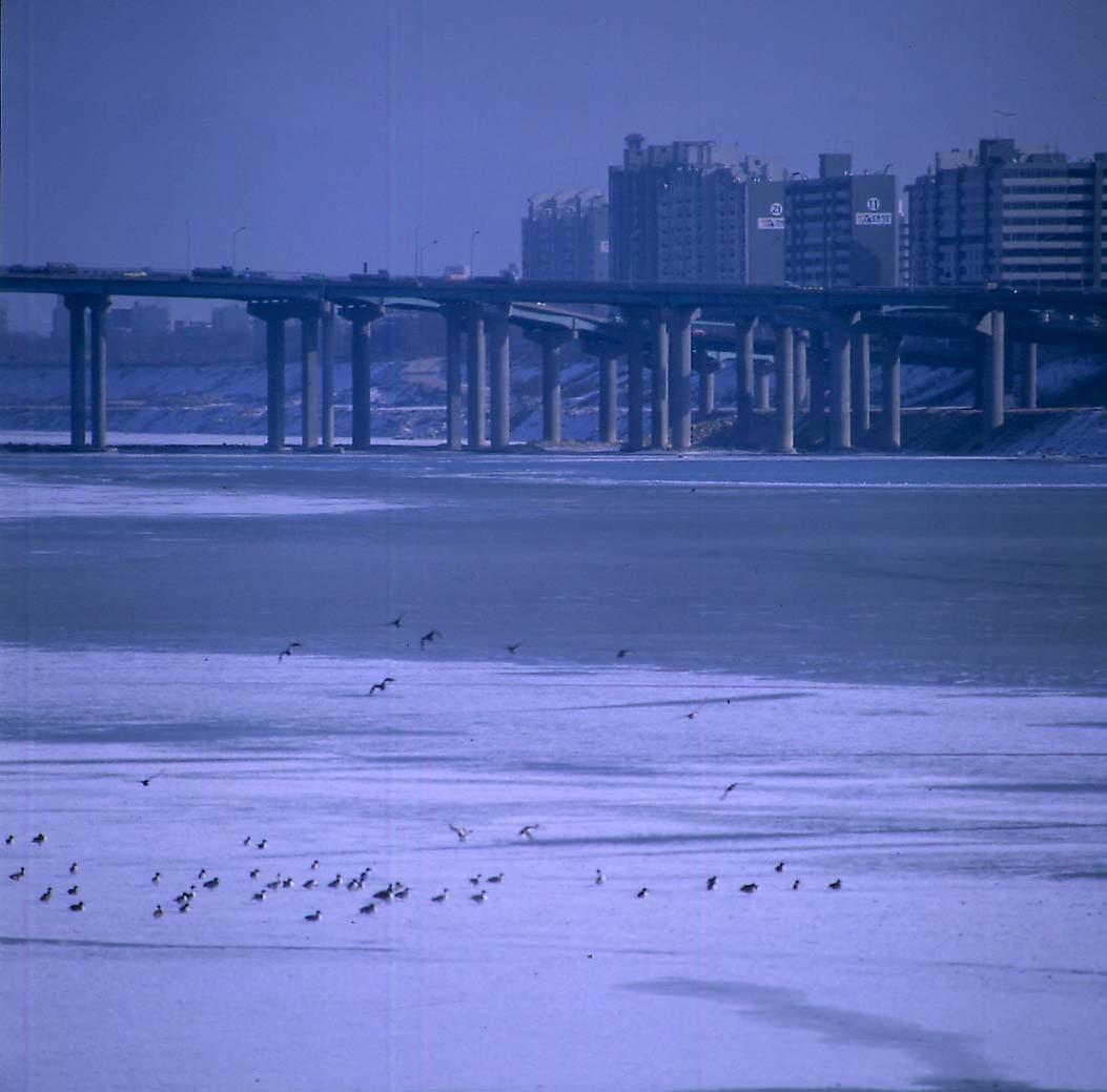 겨울철새·청둥오리, 한강 겨울나기