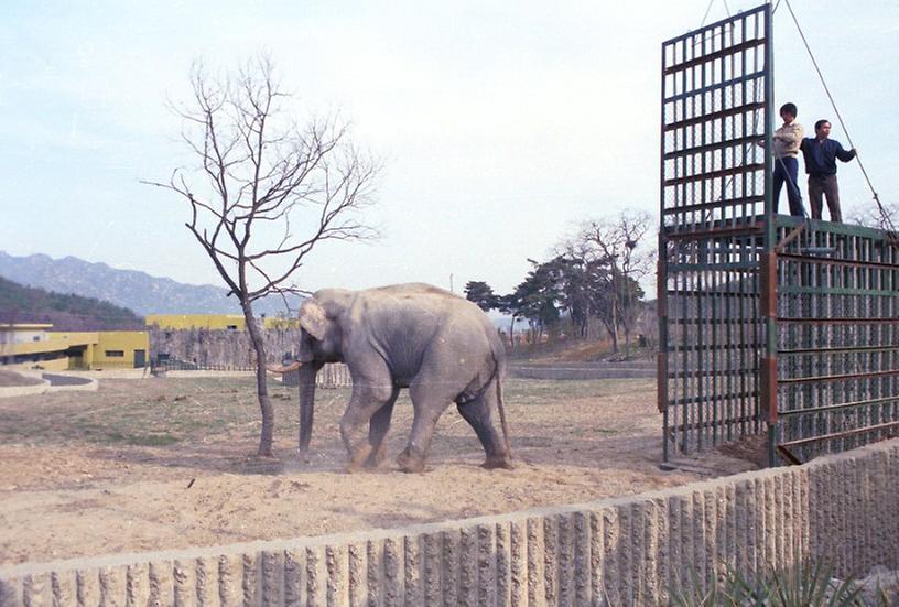 자이언트 코끼리, 서울대공원 수송