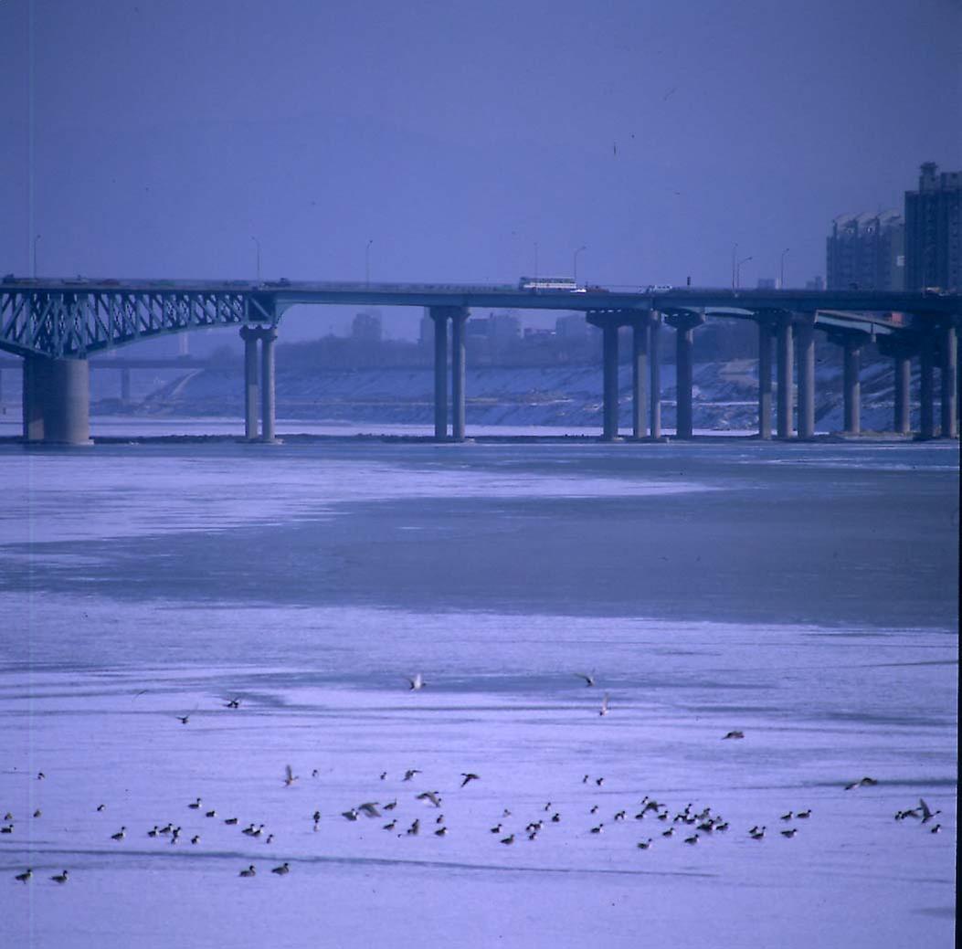 겨울철새·청둥오리, 한강 겨울나기