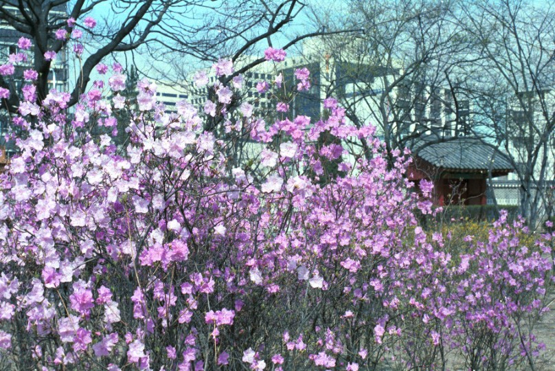 파고다공원 기념식수