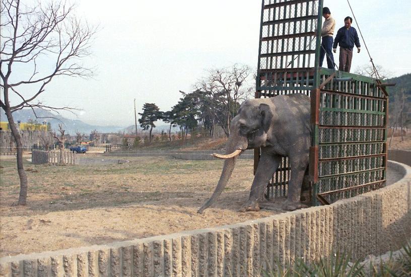 자이언트 코끼리, 서울대공원 수송