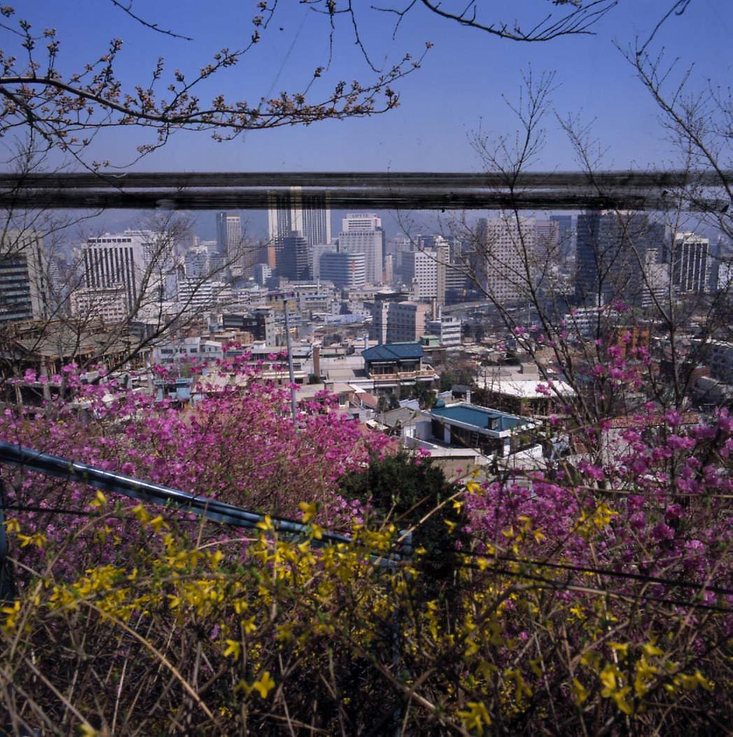서울에 핀 개나리