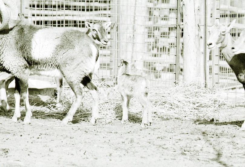 1985년 과천 서울대공원 사육 동물