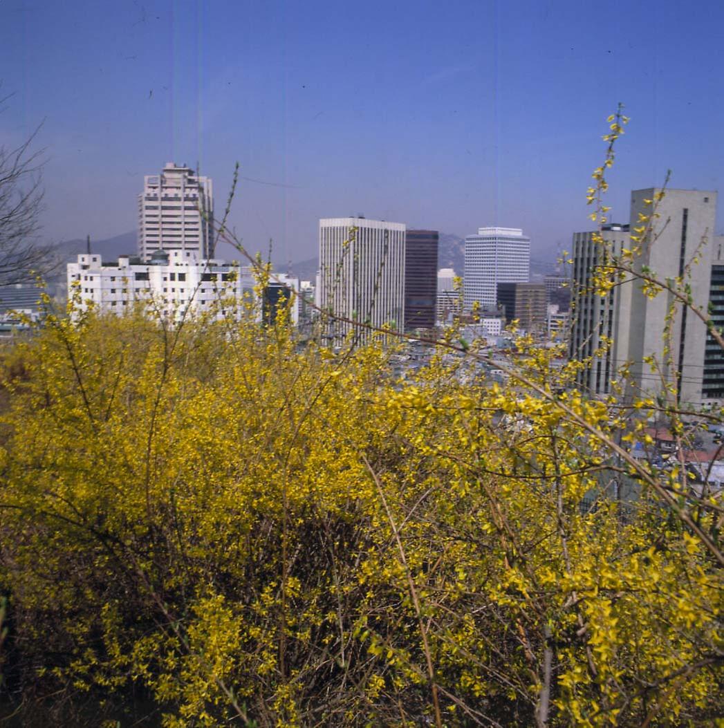 서울에 핀 개나리
