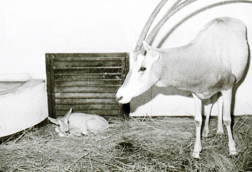 1985년 과천 서울대공원 사육 동물