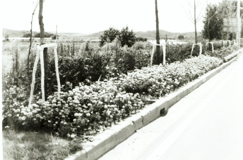 1989년 강동구 가로꽃길 조성