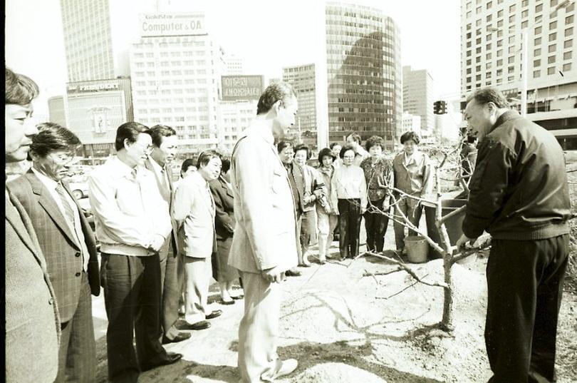 1989년 서울시청 앞 분수대 유실수 식재