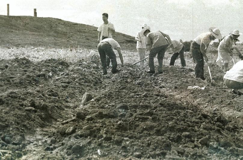 서울시청 직원, 팥 심기