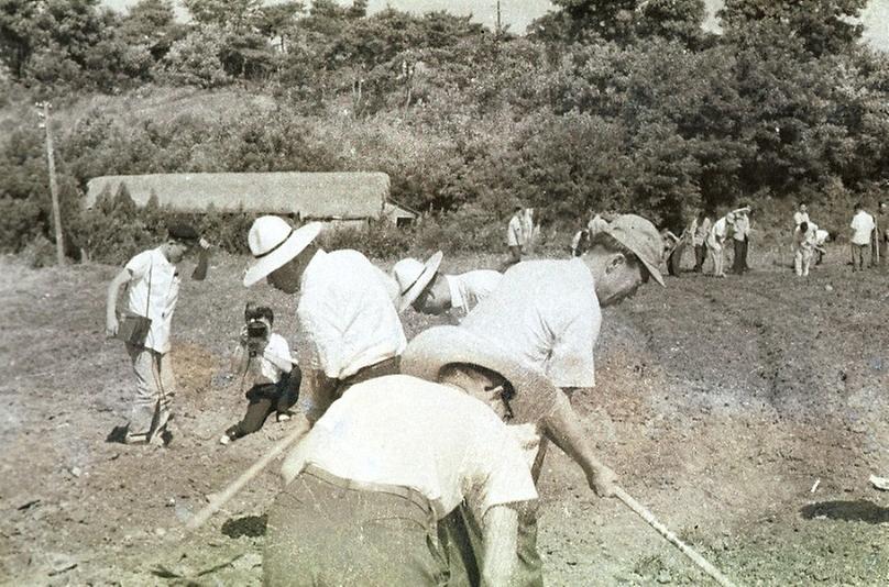 서울시청 직원, 팥 심기