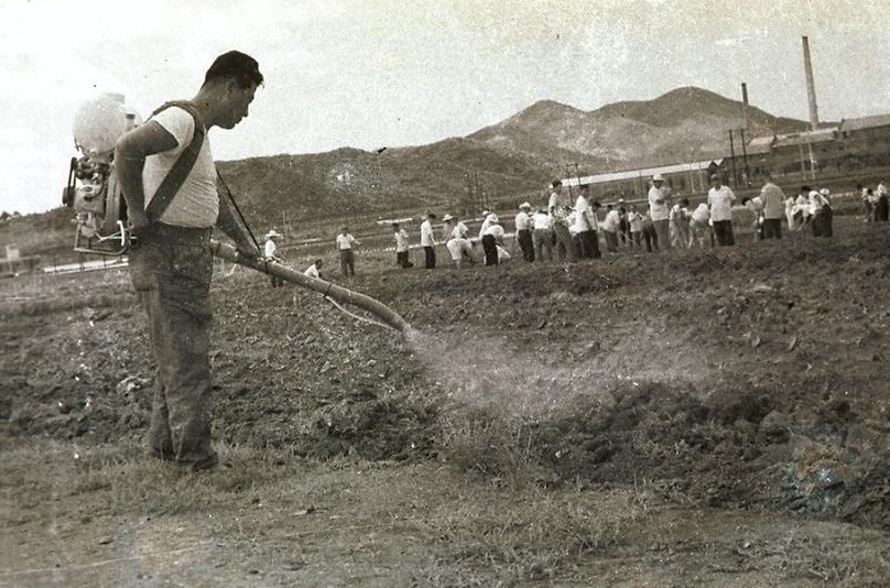 서울시청 직원, 팥 심기